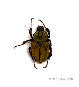 黄粉鹿角花金龟标本(小型雌性)湿虫 未整姿 昆虫约1.5-2厘米