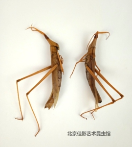 佳影 中华剑角蝗标本  湿虫 未整姿  中华蚱蜢 蝗虫标本体长约7cm