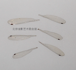 豆娘翅膀标本(小型);单片约2厘米;蝶翅画科普教学科研