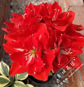 预订11月底【幸福妮芙】荷兰进口朱顶红种球重瓣多年生花卉g350