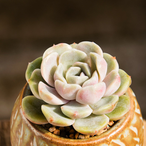 云南多肉植物泰尼汉堡 多肉创意迷你肉肉花卉绿植盆栽墨亚园艺