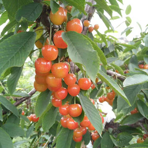 山东青岛崂山黄水晶樱桃烟台黄蜜新鲜水果北宅樱珠