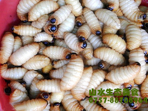 竹蛹新鲜活竹笋虫野生竹蛆笋蛆速冻竹虫笋子虫满2斤顺丰包邮广宁