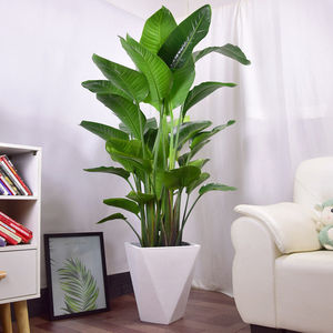网红天堂鸟盆栽大叶客厅室前台大型花卉绿植办公室绿色植物鹤望兰