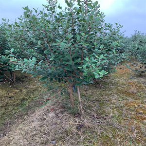 安德烈菲油果苗自花授粉常绿果树斐济果新奇水果阳台庭院盆栽绿植