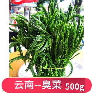云南臭菜新鲜蔬菜羽叶金荷欢野菜刺菜嫩芽现摘现发傣族传统特色菜