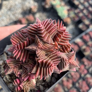 茜之塔茜之塔锦多肉植物老桩多肉室内肉肉状态肉肉精品控养