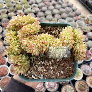 【阡芷原】玉杯缀化,璀璨明珠 一物一拍 景天科东云系多肉植物
