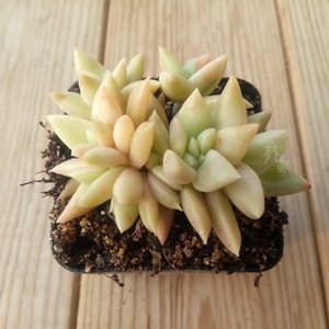 白蜡冬云一物一拍 多肉植物多头群生阳台办公室状态好大小盆栽