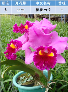 洋兰卡特兰金如意小花卡矮种办公室阳台客厅绿植花卉盆栽