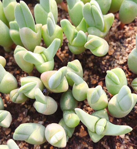 蟹钳屁股生石花直销新品进口多肉植物组合盆栽阳台办公室趣味