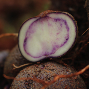 云南高原紫土豆老品种紫心马铃薯紫芋紫洋芋乌芋新鲜5斤农家种植