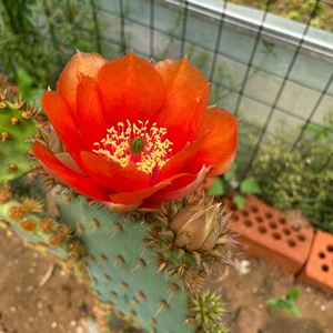 红花仙人掌稀有进口花火团扇多肉绿植盆栽沙漠植物阳台趣味
