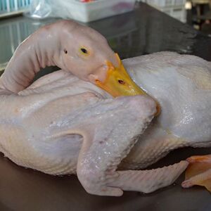 000人付款淘宝清真白条老鸭 冷冻净膛樱桃谷瘦肉水鸭 整只老鸭饭店