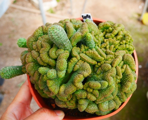 cute肉植  布纹球缀化b7  一物一拍2.18日 多肉植物