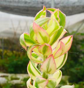 cute肉植 青叶麒麟锦  小棚2-1多肉植物 一物一拍