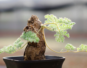cute肉植 羽叶洋葵pelargonium triste 块根 t属 冬型种 多肉植物