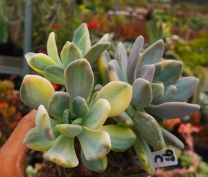 cute肉植  冬美人白锦 w3 一物一拍5.10日 多肉植物