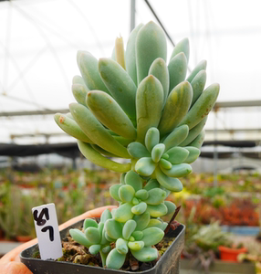 cute肉植  灯美人锦老桩w3  一物一拍  2.10日多肉植物