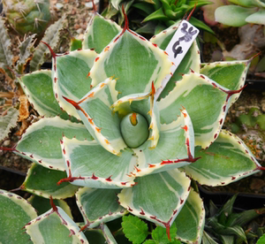 cute肉植 吉祥冠锦 w3 多肉植物 一物一拍4.22日