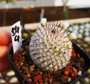 cute肉植 直刺佩雷b8 一物一拍 4.10日 多肉植物