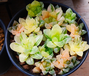 cute肉植 苏州玉露锦 a1实生自然锦 十二卷 一物一拍 多肉植物