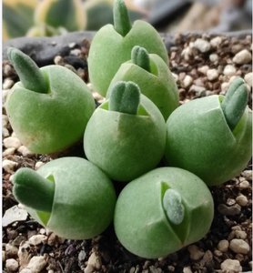 cute肉植  番杏大兔子 汤圆兔 非枝干番杏  多肉植物 一物一拍