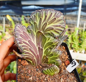 cute肉植 天龙缀化 菊科 多肉植物 一物一拍7.4日