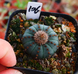 cute肉植 士童艳肌 实生 播种仙人球 多肉植物