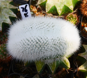 cute肉植  白小町缀化  仙人球嫁接 小棚4-1一物一拍3.7日