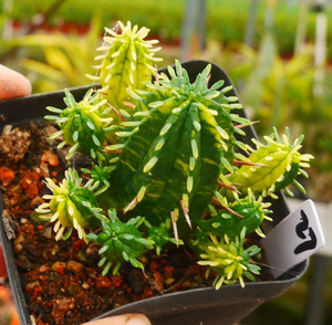 cute肉植 红刺麒麟锦b10  大戟科 多肉植物一物一拍6.28日