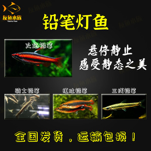 火焰铅笔紫嫣小型大型红铅笔绿线红肚45度骑士红背三线铅笔灯鱼