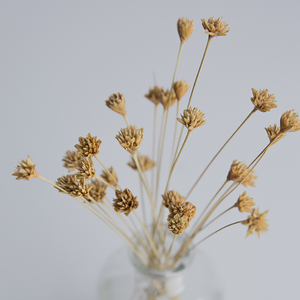 巴西进口小山花松球花天然永生干花自然拍照道具插花客厅创意装饰