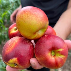 会员拍  安丘油桃 口感脆甜 5斤 单独拍 不要加购物车