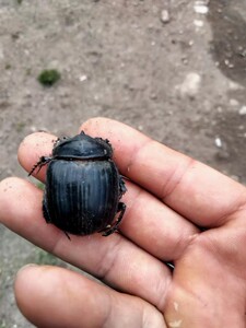 牛粪里的昆虫牛屎壳屎壳郎昆虫标本药材.中药材.