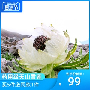礼亲堂正宗 天山雪莲正品 药用级新疆雪莲花符合药典标准泡酒料