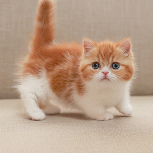 纯种血统曼基康矮脚猫美短宠物猫幼猫活体橘色短腿猫活物短毛猫咪