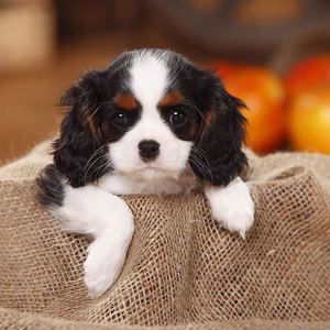 英国查理王小猎犬幼犬小型犬赛级骑士犬小王子纯种宠物狗狗