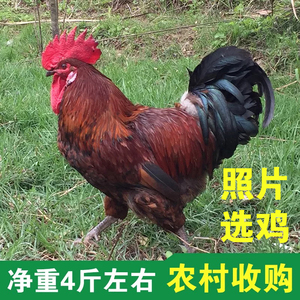 四川农家收购鸡土公鸡老公鸡月子鸡农村散养土鸡大公鸡现杀5斤