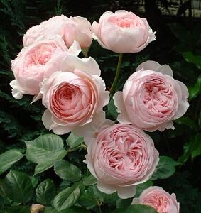 杰夫汉密尔顿欧月藤本月季大花浓香四季开花玫瑰盆栽爬藤植物庭院