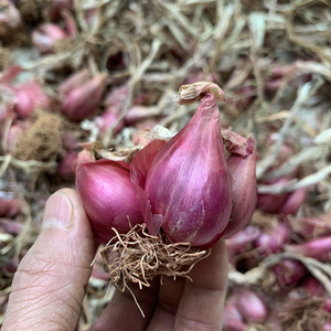 新鲜正宗四川小干红葱头红皮四季香葱种做肠粉卤肉油葱酥配菜现挖