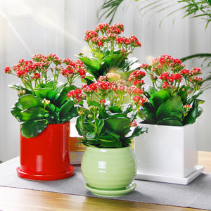 武汉同城好养长寿花盆栽鲜花客厅四季植物办公室室内办公桌小绿植