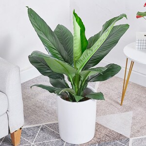 武汉同城绿巨人室内盆栽大叶植物客厅阳台净空气除甲醛易养活绿植