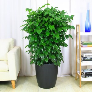 【大绿宝盆栽植物】大绿宝盆栽植物品牌,价格 - 阿里巴巴