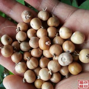 林业局许可种子店淘宝包邮 草珠子种子 可做菩提子草菩提手链草珠