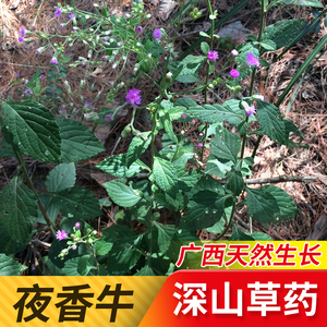 新鲜现采夜香牛广西中草药材一枝香全草消山虎农家现采现发夜牵牛