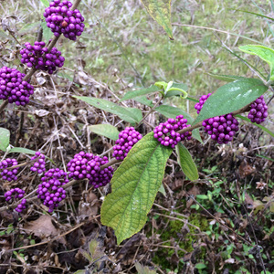 新鲜紫珠500克小叶紫珠广西中草药异叶紫珠长叶紫珠 紫荆 紫珠草