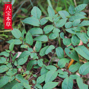新鲜鹊不踏中草药除风除湿中药材楤木虎阳刺鸟不宿海桐皮刺树椿