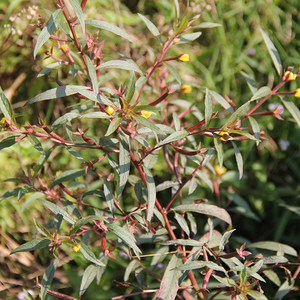 广西野生新鲜丁香蓼 水丁香红豇豆喇叭草 水冬瓜水杨柳红麻仙草