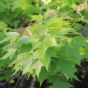 新鲜枫叶黑米饭材料广西五色糯米饭植物染料黑色枫树叶子香枫叶子
